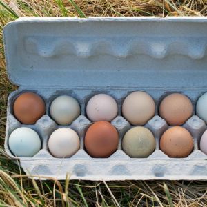 Pastured Sustainably Raised Eggs (1 dozen)