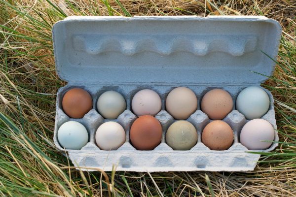 Pastured Organic Eggs (1 dozen)