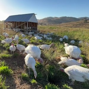 Pastured Organic Turkey- Small 14-16 lbs. November Delivery Deposit. $50