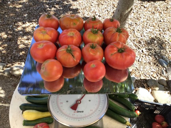 September Tomato Special! - Beyond Organic Bulk Special.