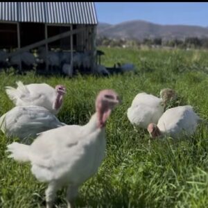 Pastured Turkeys- Thanksgiving (November 2026) Delivery Pastured Turkeys- Thanksgiving (November 2026) Delivery